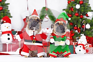 Pair of funny Christmas dogs. French Bulldogs wearing Christmas costumes dressed up as Christmas elf and Santa Claus