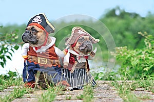 Pair of funny French Bulldog dogs dressed up with pirate and pirate bride costumes with hat, hook arm and dress