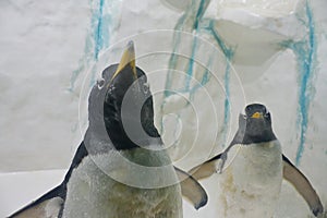 Pair of funny Gentoo penguins Pygoscelis papua at zoo on snowy background