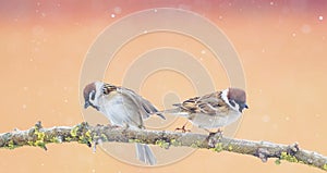 Pair of funny little Sparrow birds sitting on a branch in the P