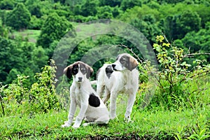 A pair of funny puppies at the Abkhazian mountains