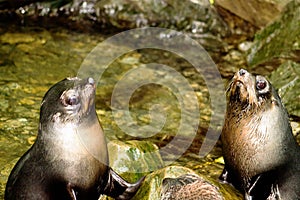 A pair of fur seal pups