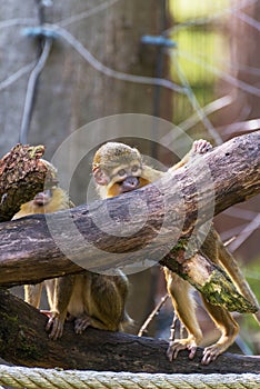A pair of Gabon talapoin, the smallest monkeys in Africa. Vertical photo photo