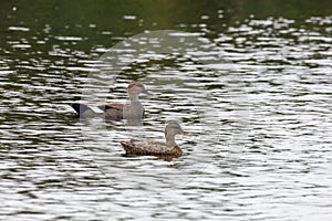 Pair gadwall duck