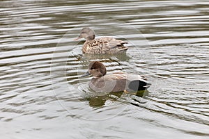 A pair of gadwall duck