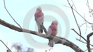 a pair of galahs resting on a tree branch at redbank waterhole near alice springs