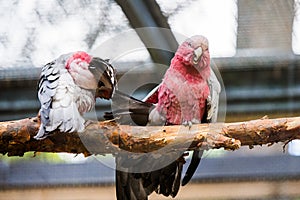 A pair of galahs sitting on a tree