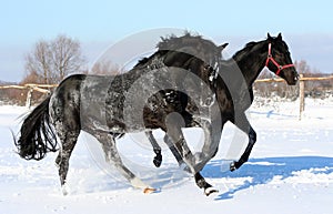 A pair of galloping horses