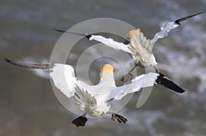 A pair of gannets in flight over the sea