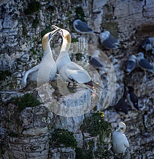 Pair of Gannets touching beaks on nest on rocky coastal cliff edge