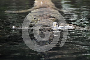 Pair of Gavial Crocodiles Swimming in a River