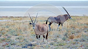 Pair of Geemsbok Oryx gazella