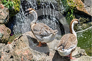 A pair of geese