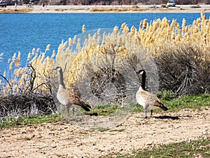 A pair of geese at the edge of a blue lake