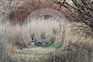 Pair of Geese Finding a Peaceful Moment in the Tall Marsh Grass