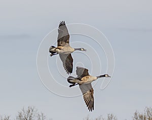 Pair of geese flying together on a sunny day.