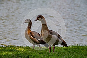 Pair of geese on grass near water