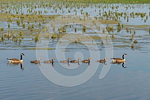 A Pair of Geese with Maturing Goslings