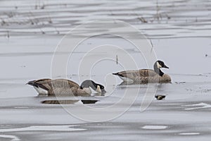 Pair of geese in partly frozen pond.