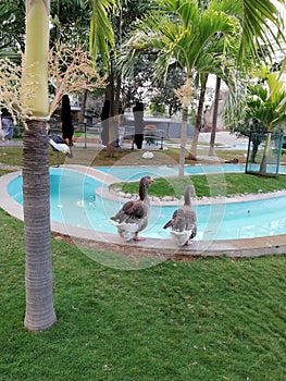 A pair of geese in ramoji film city hyderabad India