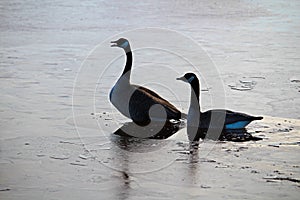 A pair of geese silhouetted on a frozen pond