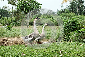 A pair of geese in the village atmosphere