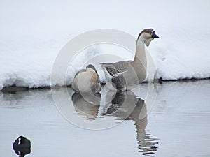 A pair of geese in winter idyll