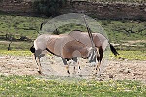 The pair of gemsbok or gemsbuck Oryx gazella fighting for females in the riverbed of dried river in the background close to