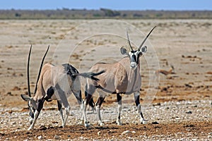 Pair of Gemsbok Oryx standing on the dry African Plains