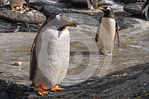 Pair of Gentoo Penguin birds natively inhabiting south chemosphere in an zoological garden