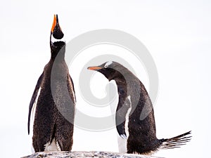 Pair of Gentoo penguins, Pygoscelis papua, one calling and one bowing, Mikkelsen Harbour, Trinity Island, Antarctic Peninsula, Ant