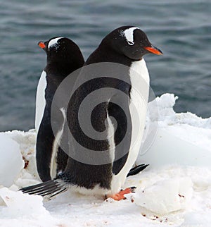 A pair of Gentoo penguins relax in Antarctic sunshine