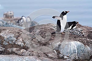 Gentoo penguin couple settles into the neighbourhood