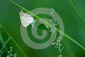 Geometridae moth photo