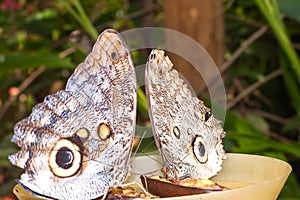Pair of Giant Caligo, Owl Butterfly, Ecuador