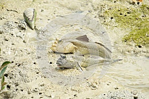 A Pair of Giant Mud Skippers