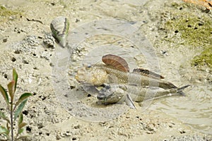 A Pair of Giant Mud Skippers