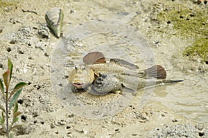 A Pair of Giant Mud Skippers