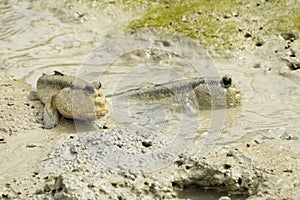 A Pair of Giant Mud Skippers