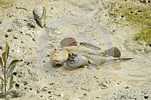 A Pair of Giant Mud Skippers photo