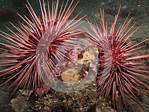 Pair of Giant Red Sea Urchins