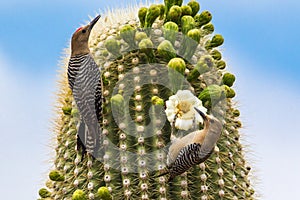 Pair Of Gila Woodpeckers