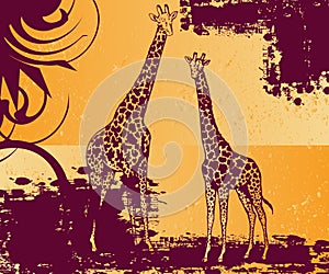 Pair of giraffe