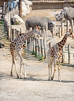 Pair of giraffe