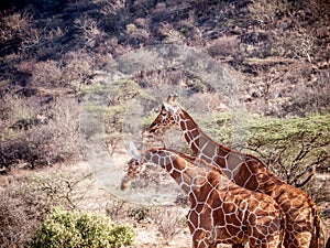 Pair of Giraffe on African savannah in Kenya