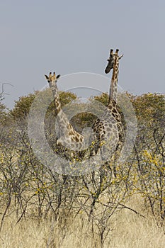 Pair of Giraffe Grazing in Acacia Thicket, Etosha National Park, Namibia