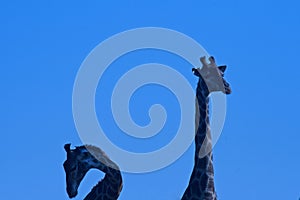 A PAIR OF GIRAFFE WITH ONE WITH NECK BENT AGAINST BLUE SKY