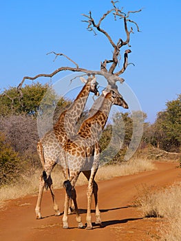 A Pair of Giraffe taking a stroll