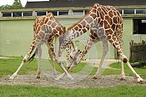 Pair of giraffe at zoo