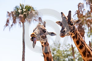 Pair of Giraffes